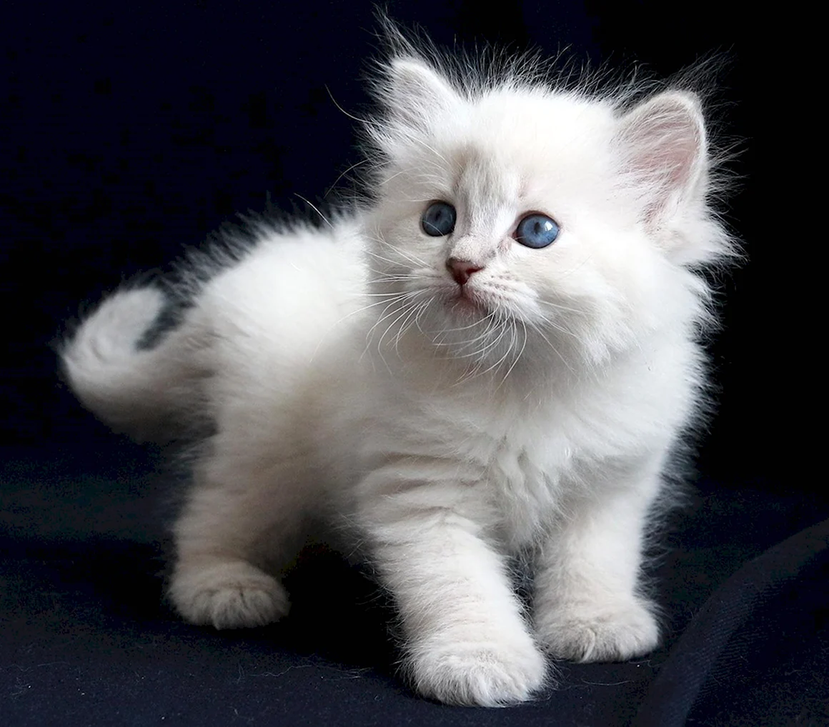 Невская маскарадная котята белые