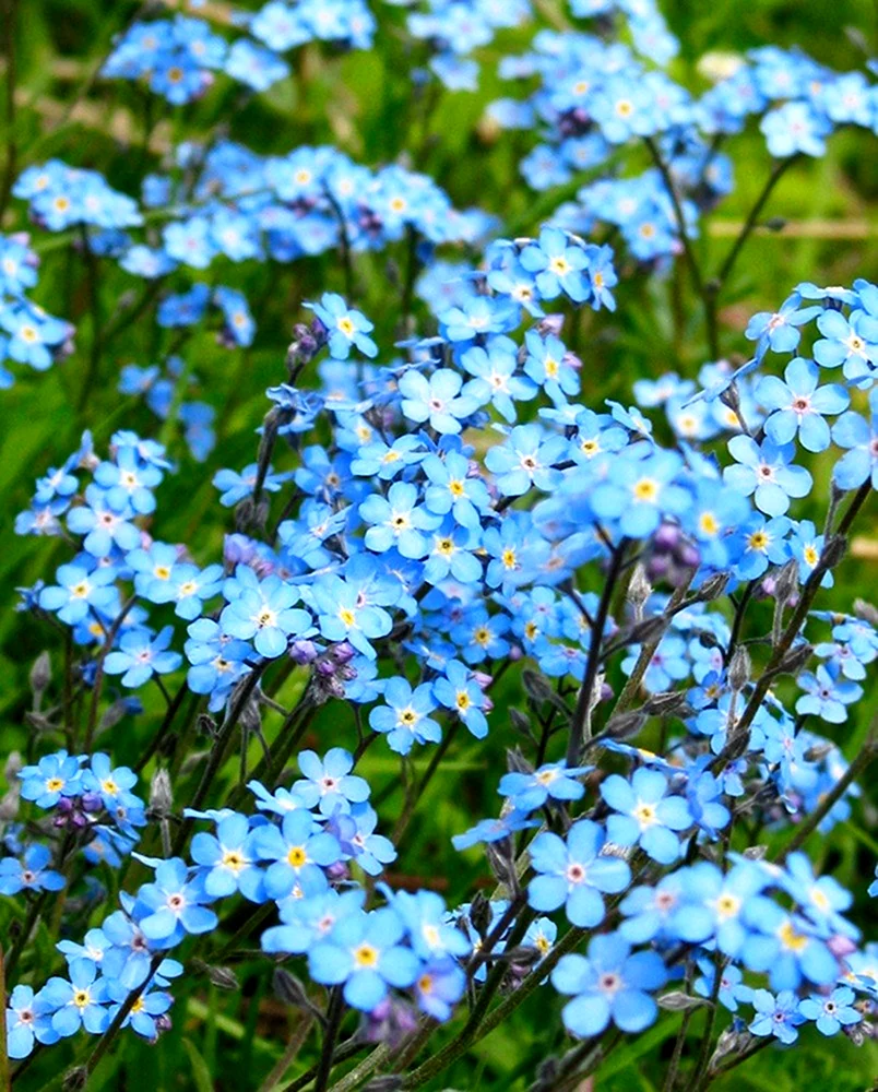 Трава незабудки. Незабудка Полевая (Myosotis arvensis). Незабудка Садовая голубая многолетняя. Незабудка Альпийская синяя корзинка. Незабудка мелкоцветковая.