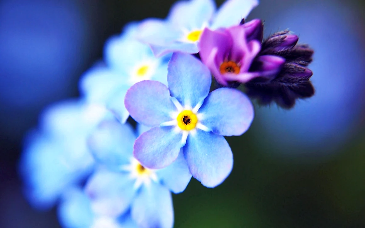 Незабудка цветок фиолетовый