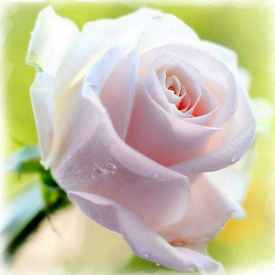 Нежные белые розы