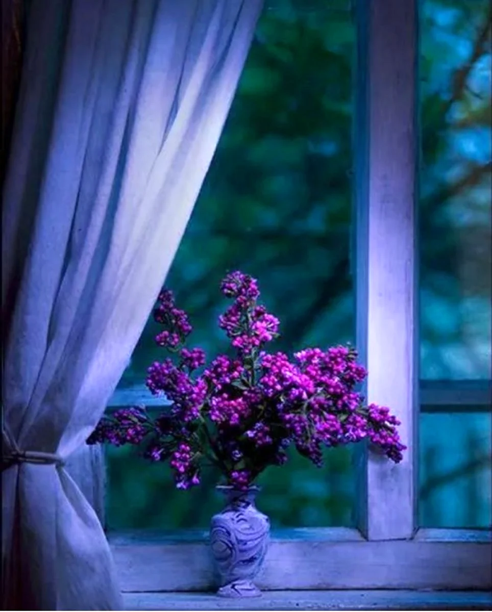 Нежные цветы на окне