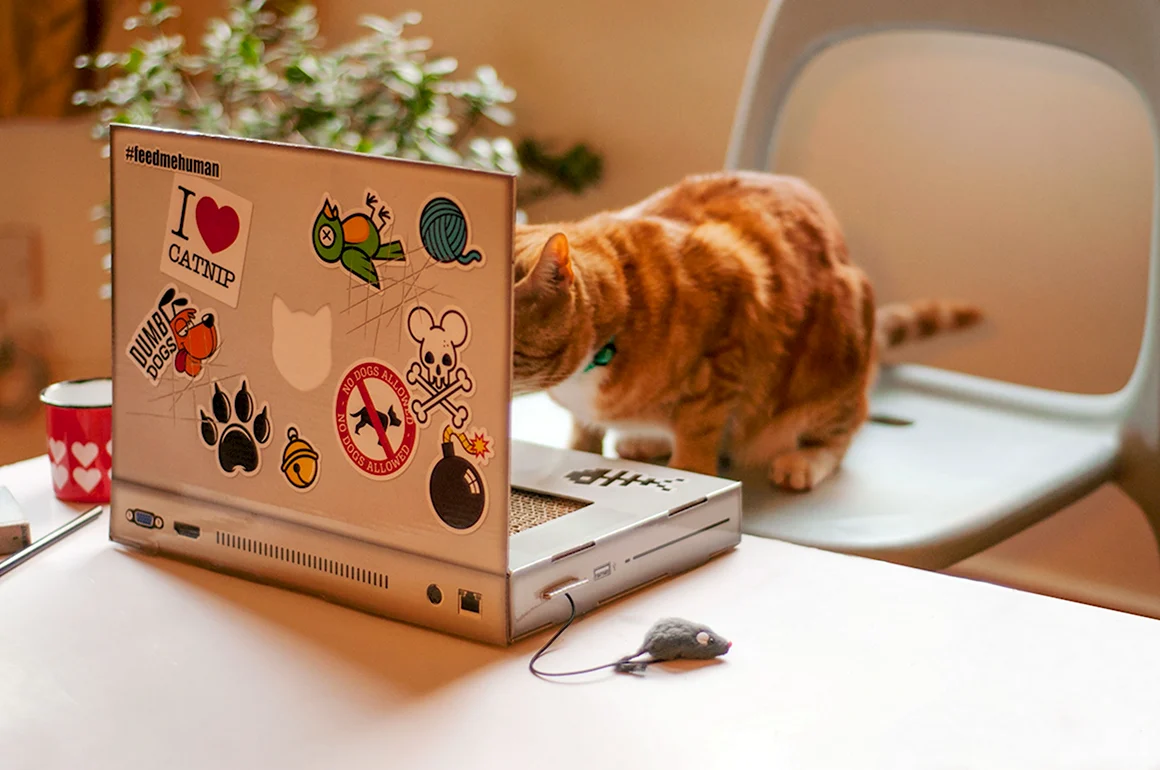 Ноутбук для котов