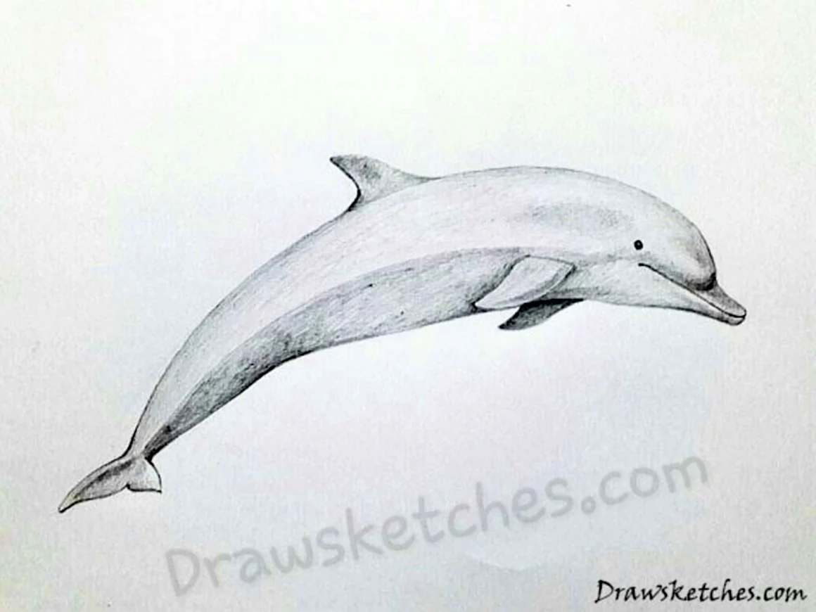 Объёмное рисование карандашом Дельфин