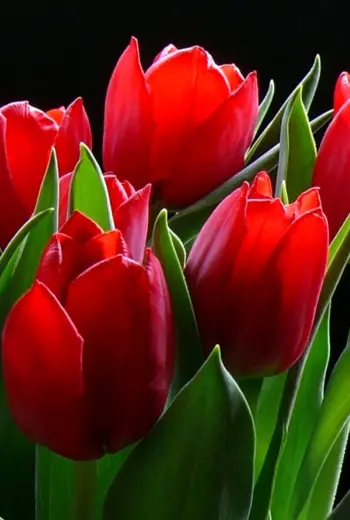 Очень красивые цветы тюльпаны