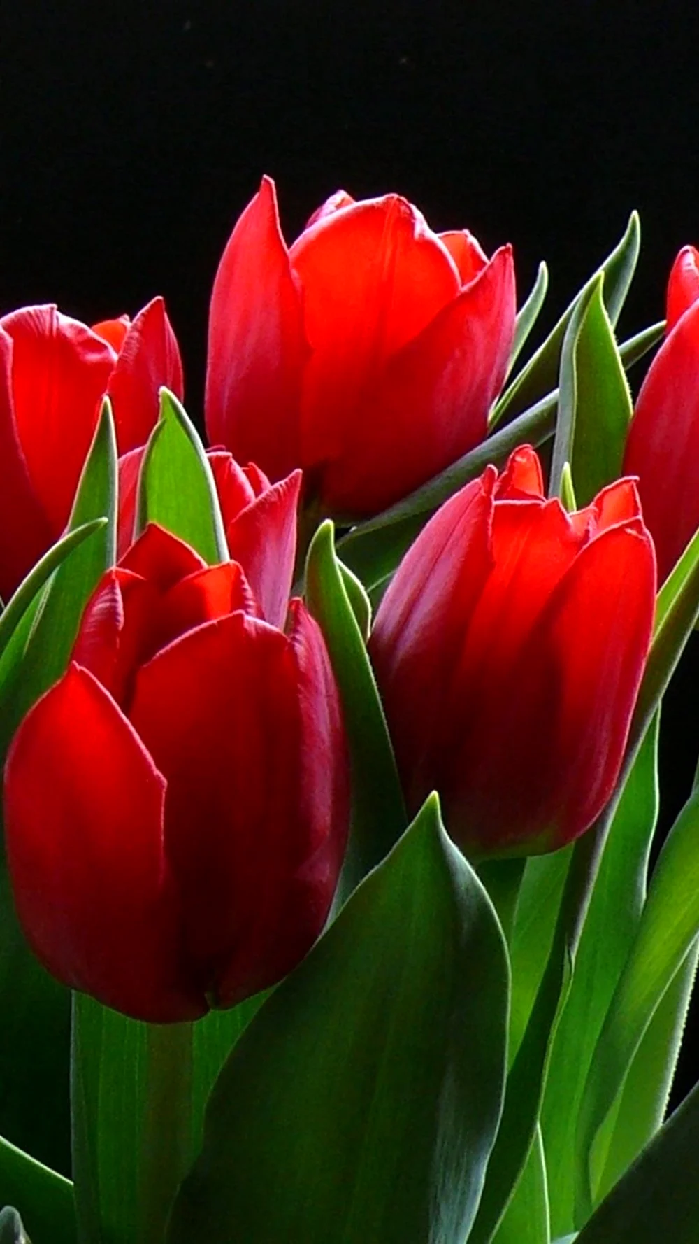 Очень красивые цветы тюльпаны