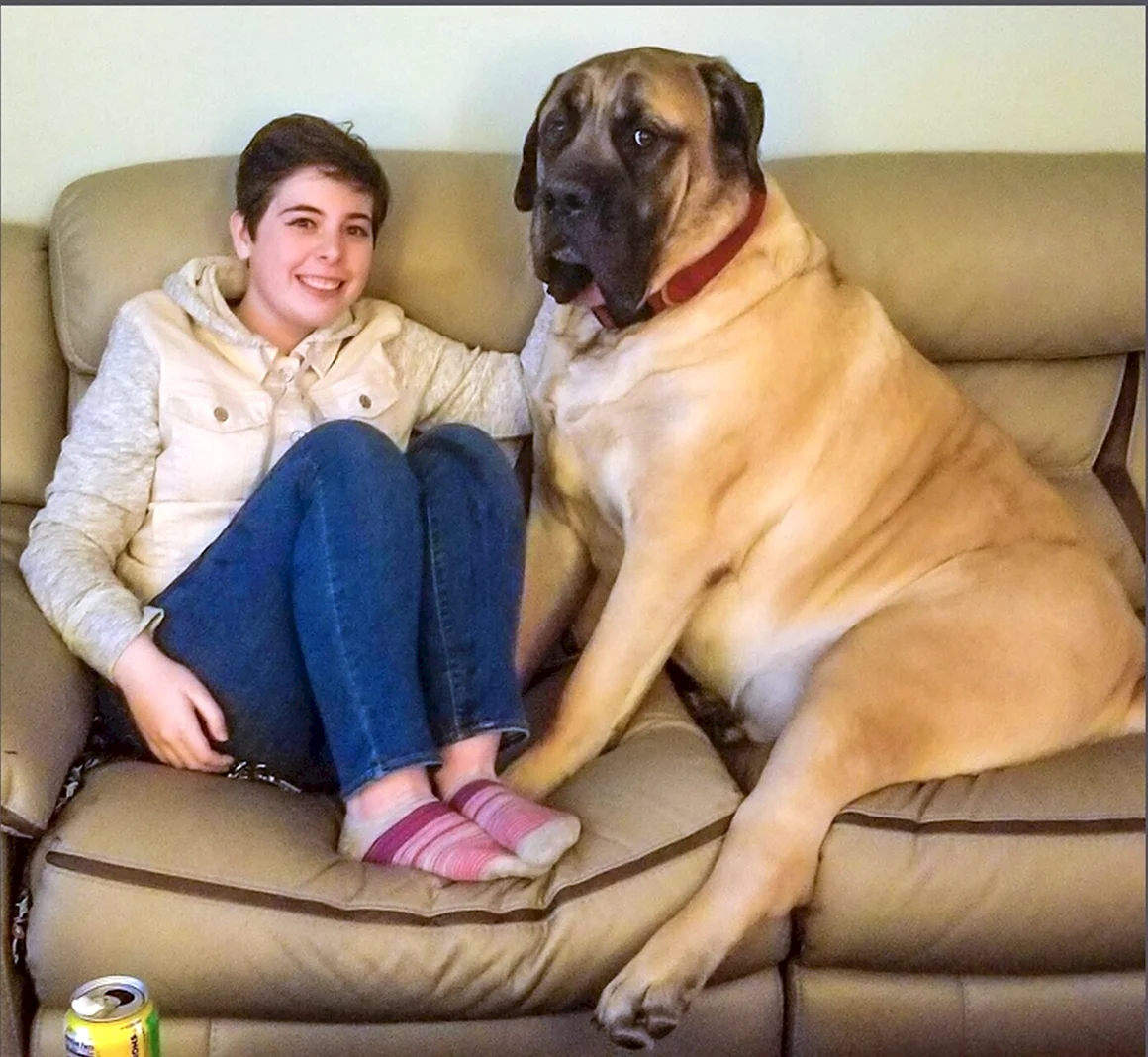 Огромная собака с человеком
