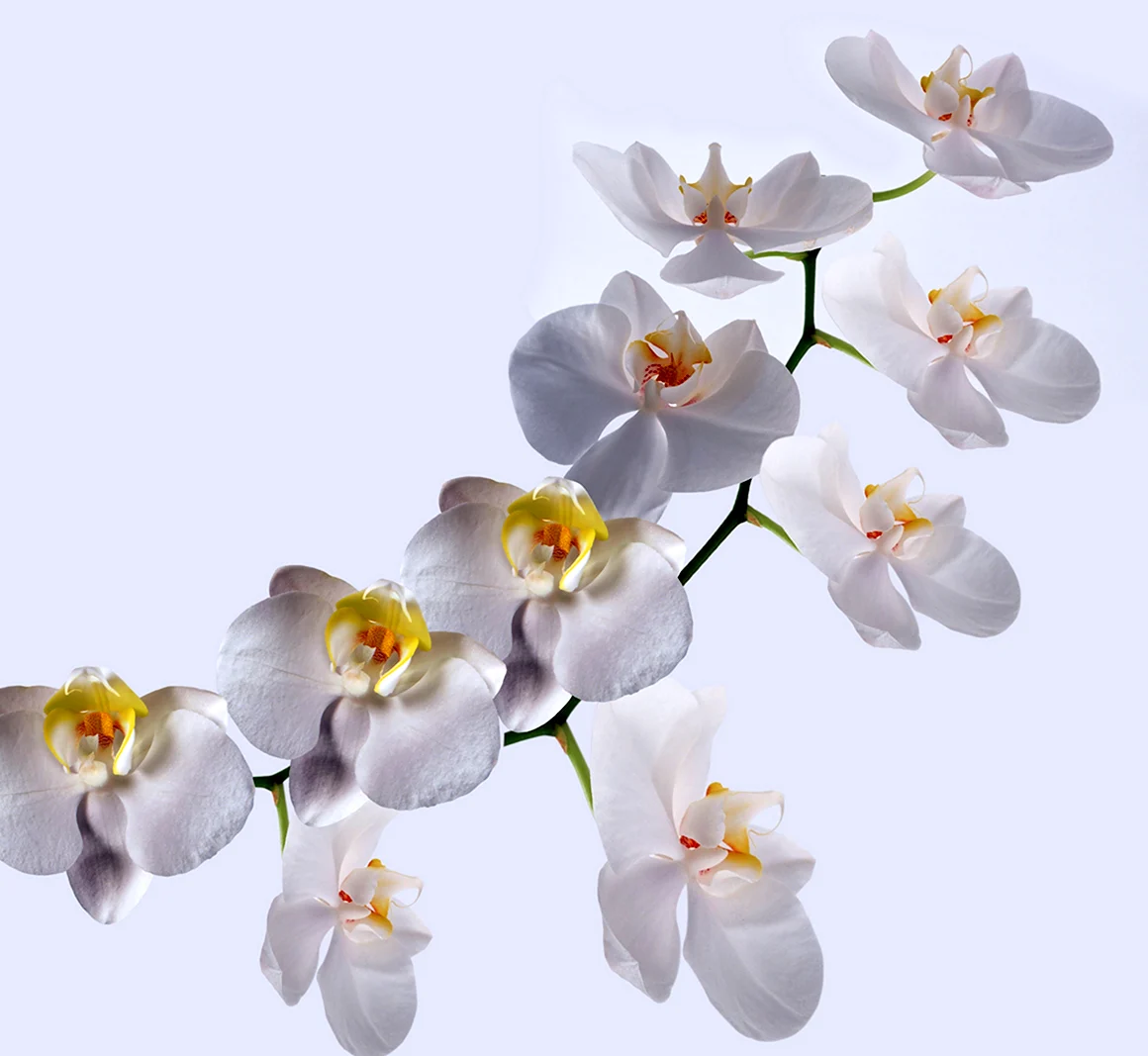 Орхидея белая вид сбоку