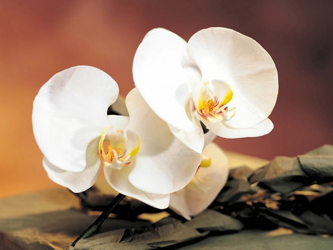 Орхидея фаленопсис ваниль