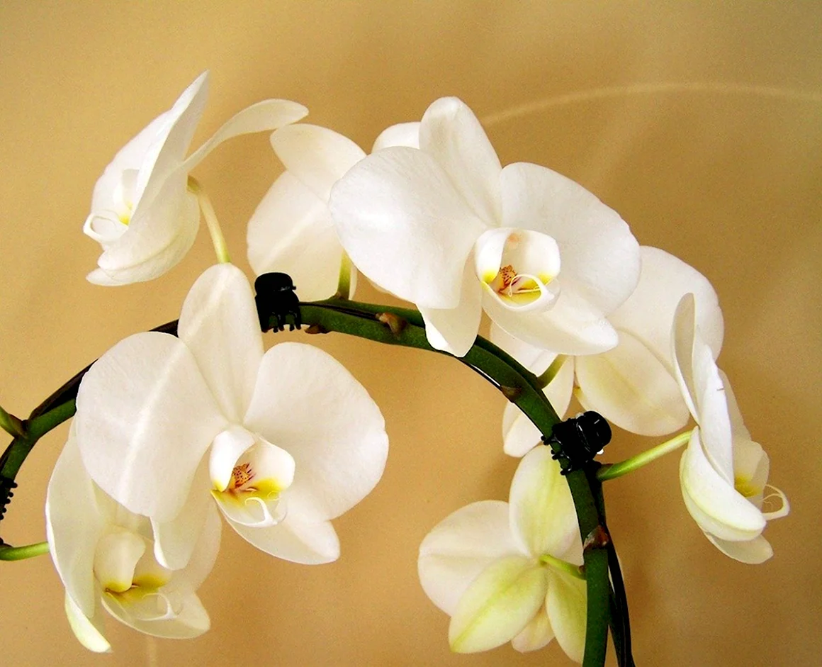 Орхидея фаленопсис ваниль