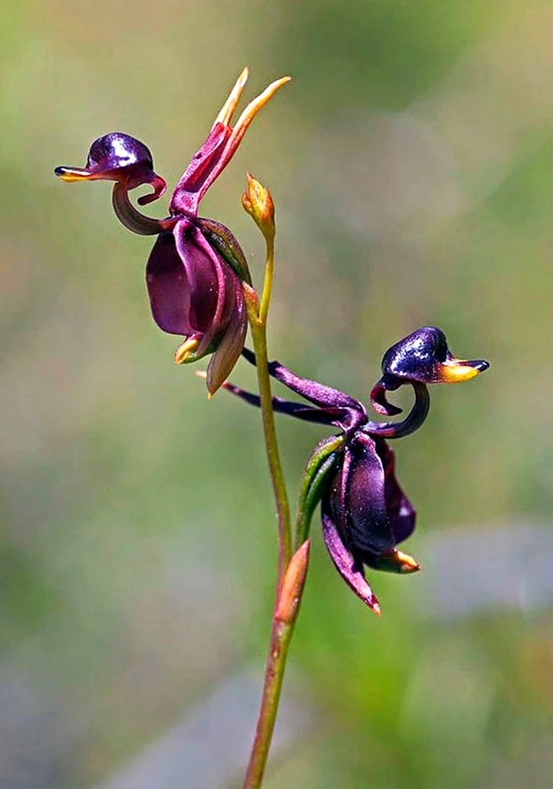 Орхидея Калания Caleana Major