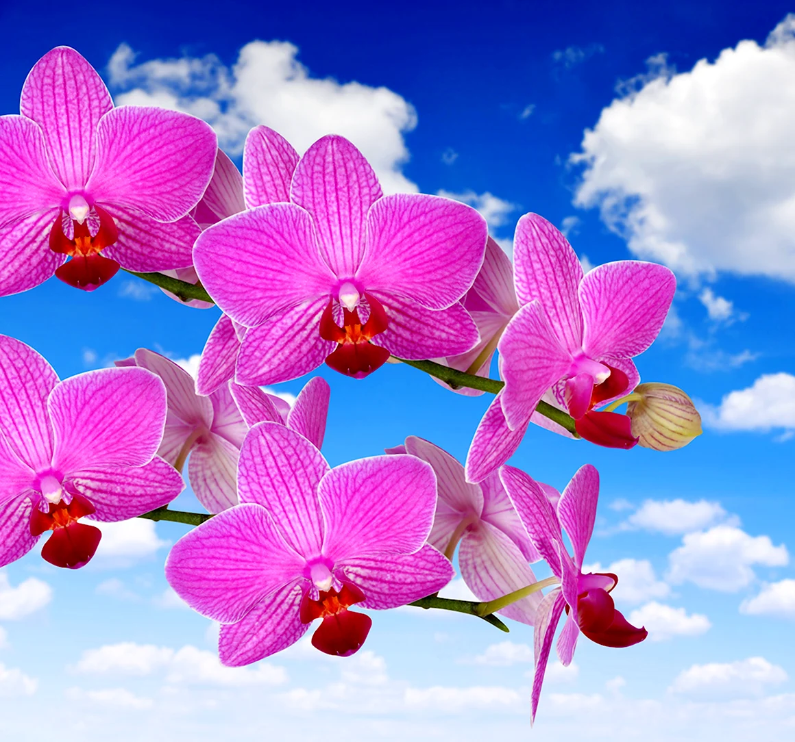 Орхидея розовая