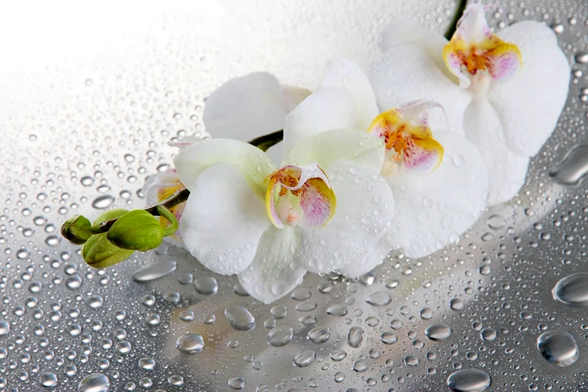 Орхидея в каплях воды