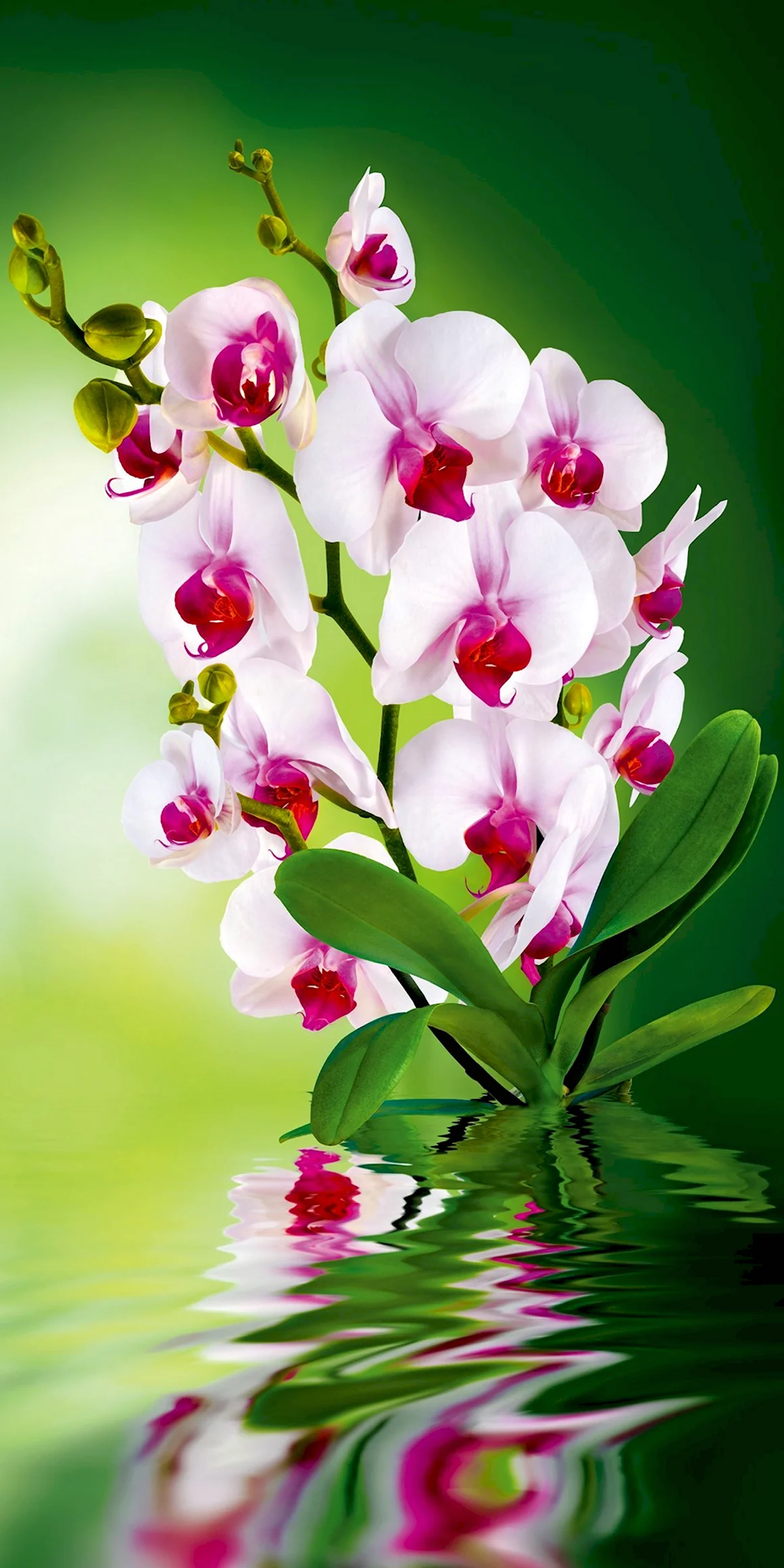 Орхидея вертикальная