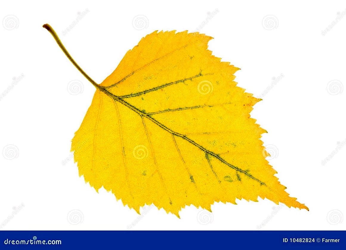 Осенние листья березы на прозрачном фоне