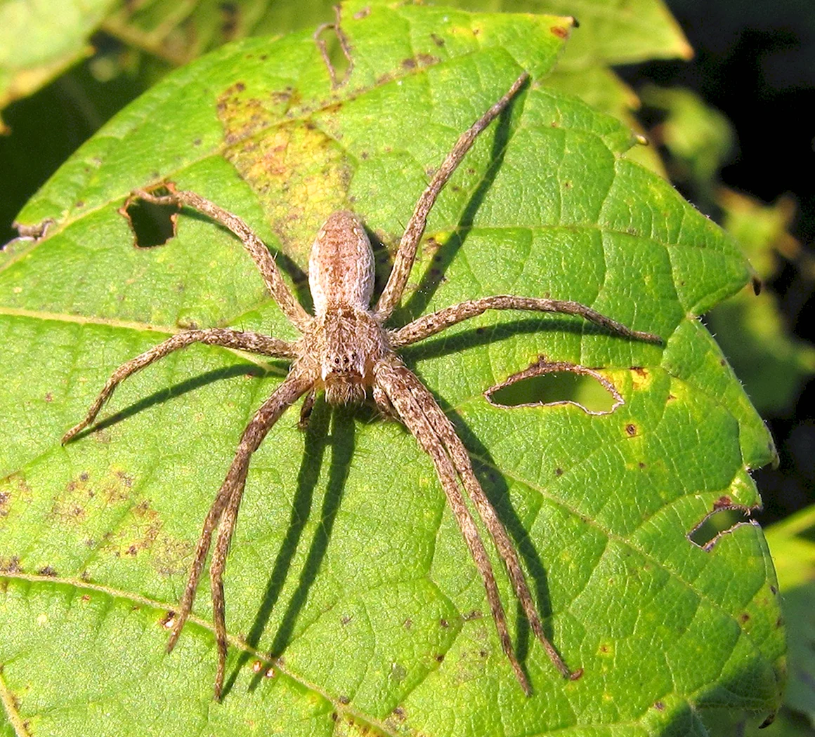 Ostearius melanopygius паук