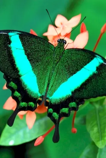 Papilio Palinurus бабочка