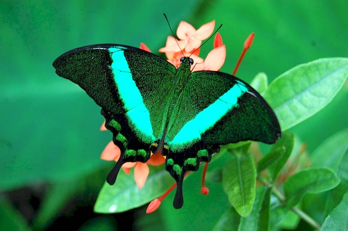 Papilio Palinurus бабочка