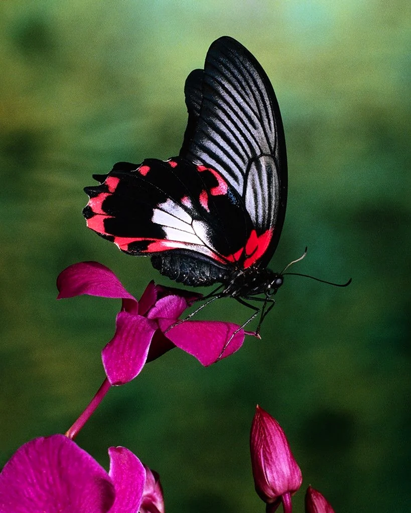 Papilio Rumanzovia бабочка