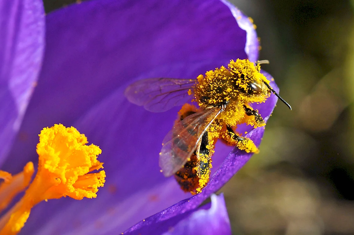 Пчелиная пыльца Bee pollen