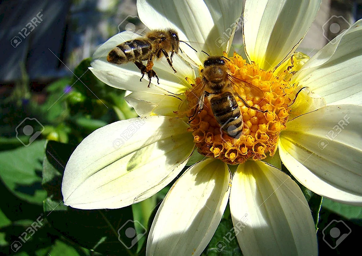 Пчелы на цветах