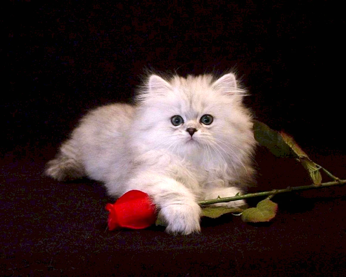 Персидский кот с цветами