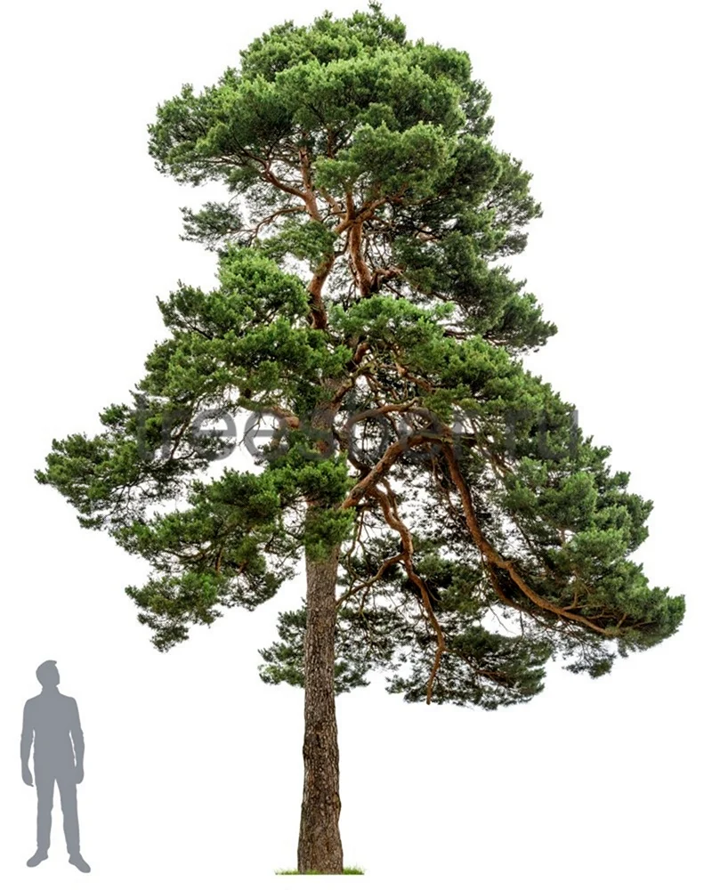 Pinus Sylvestris bialogon