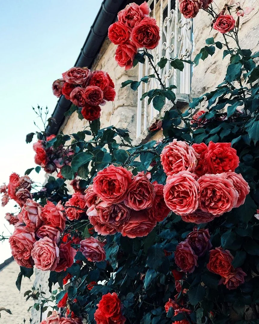 Плетистая роза aesthetic