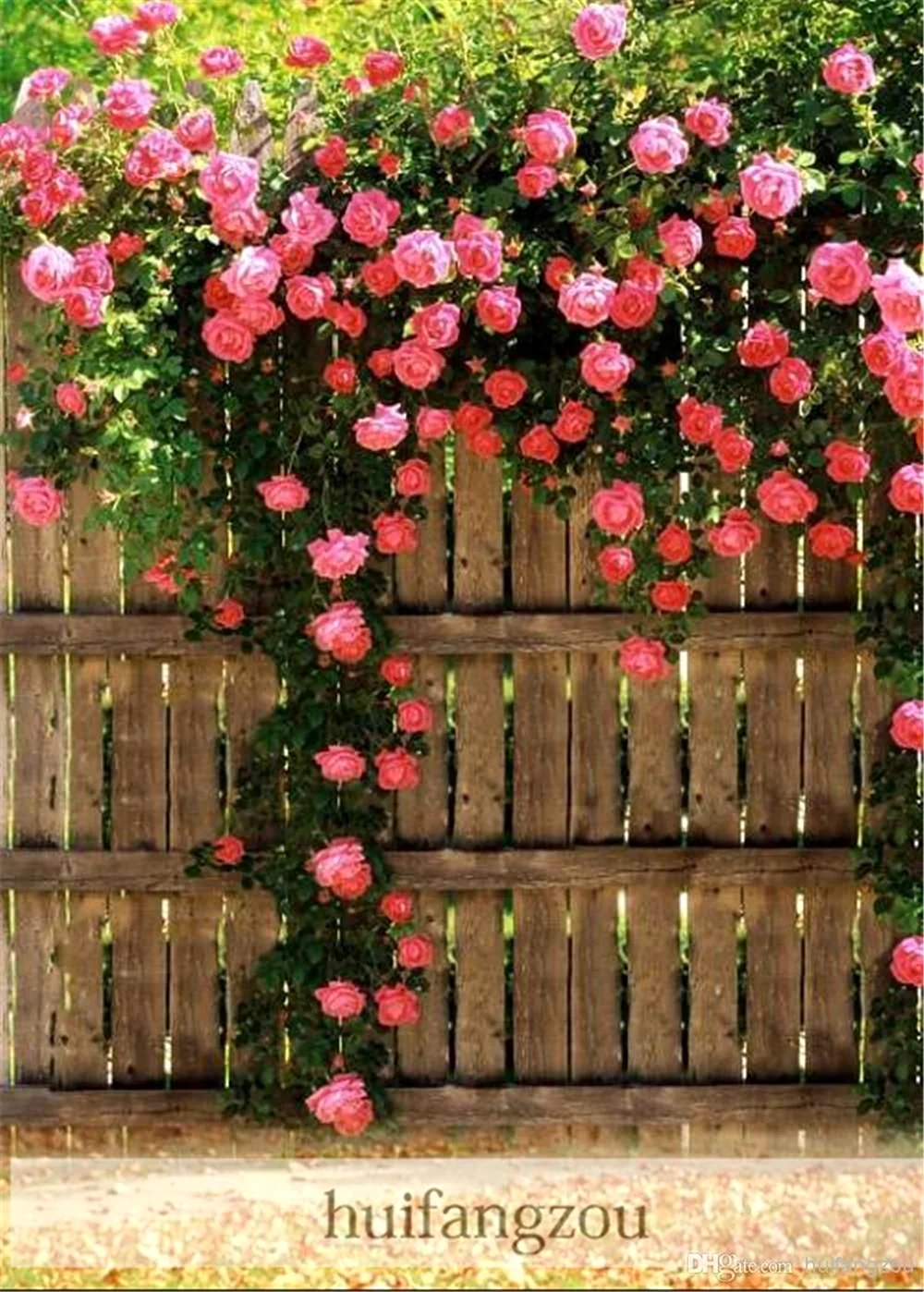 Плетистые розы в вертикальном озеленении
