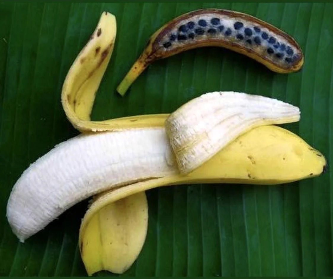 Плод дикого банана