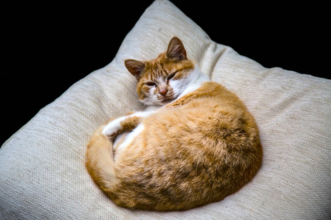 Подушка котик