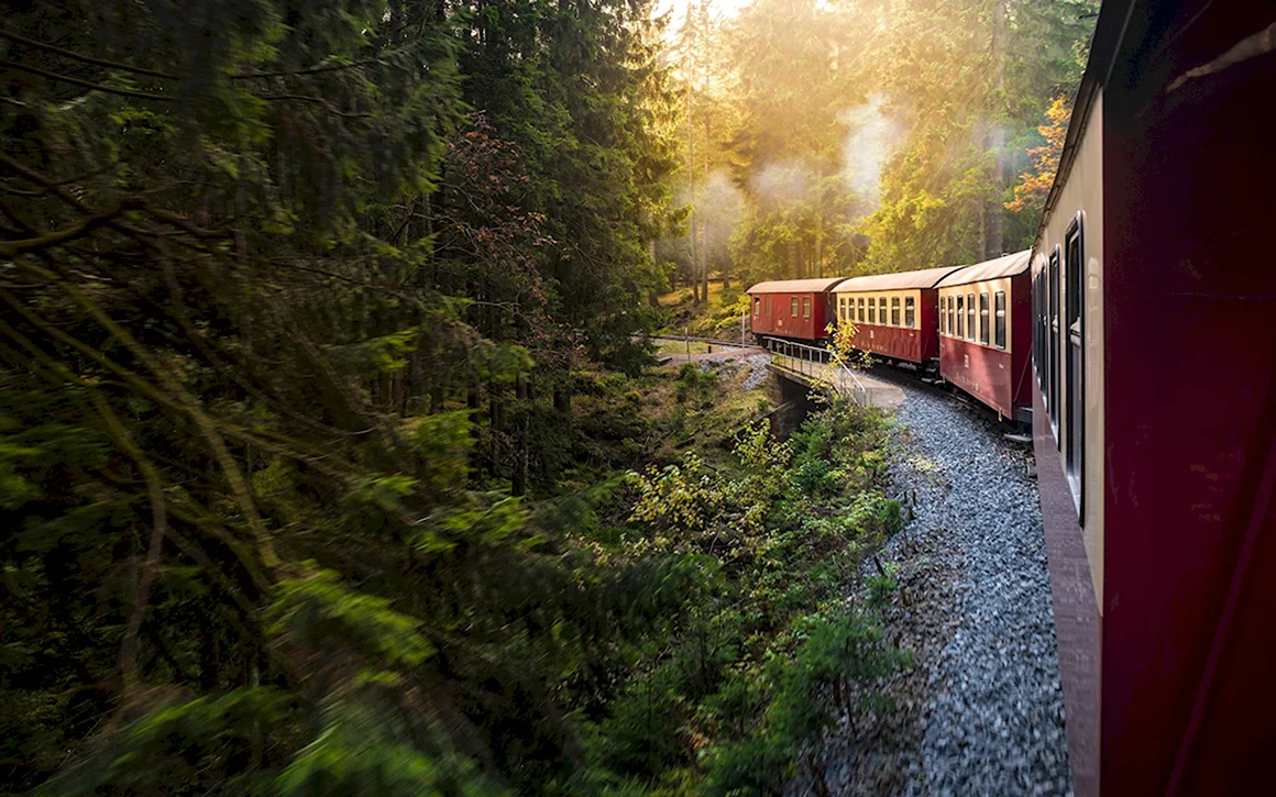 Поезд в лесу