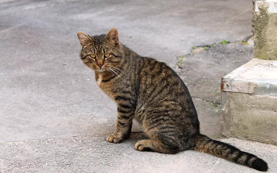 Порода кошек дворовая полосатая серая
