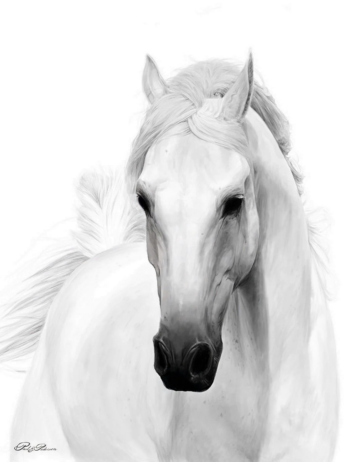 Портрет лошади на белом фоне