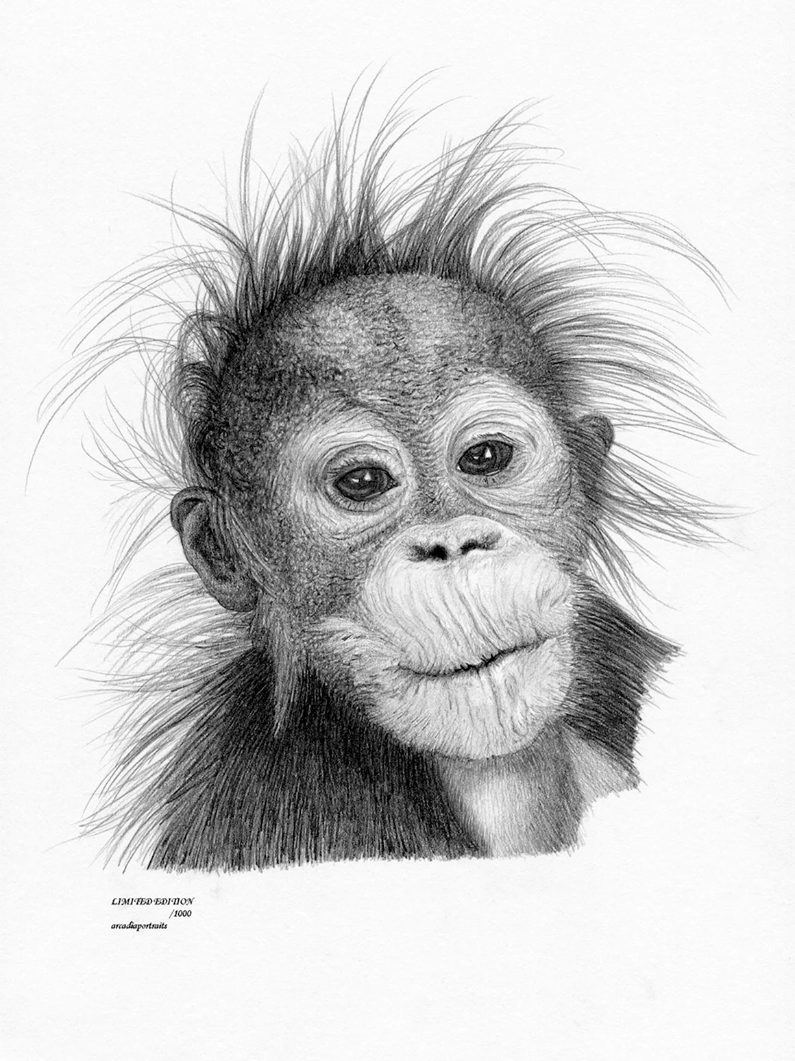 Портрет обезьяны карандашом