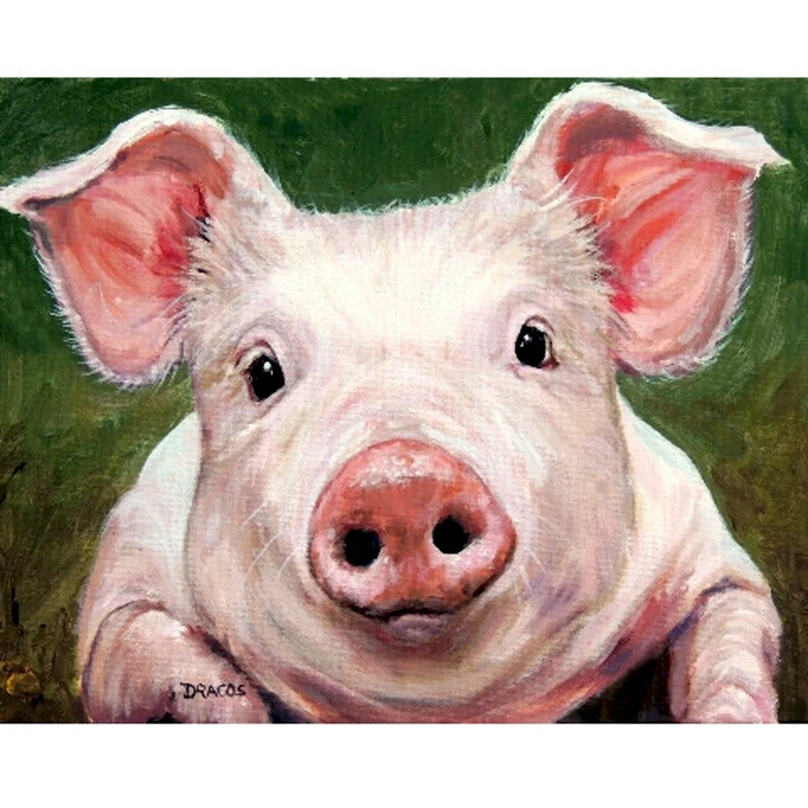 Портрет свиньи