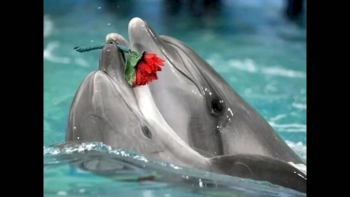 Прекрасные дельфины