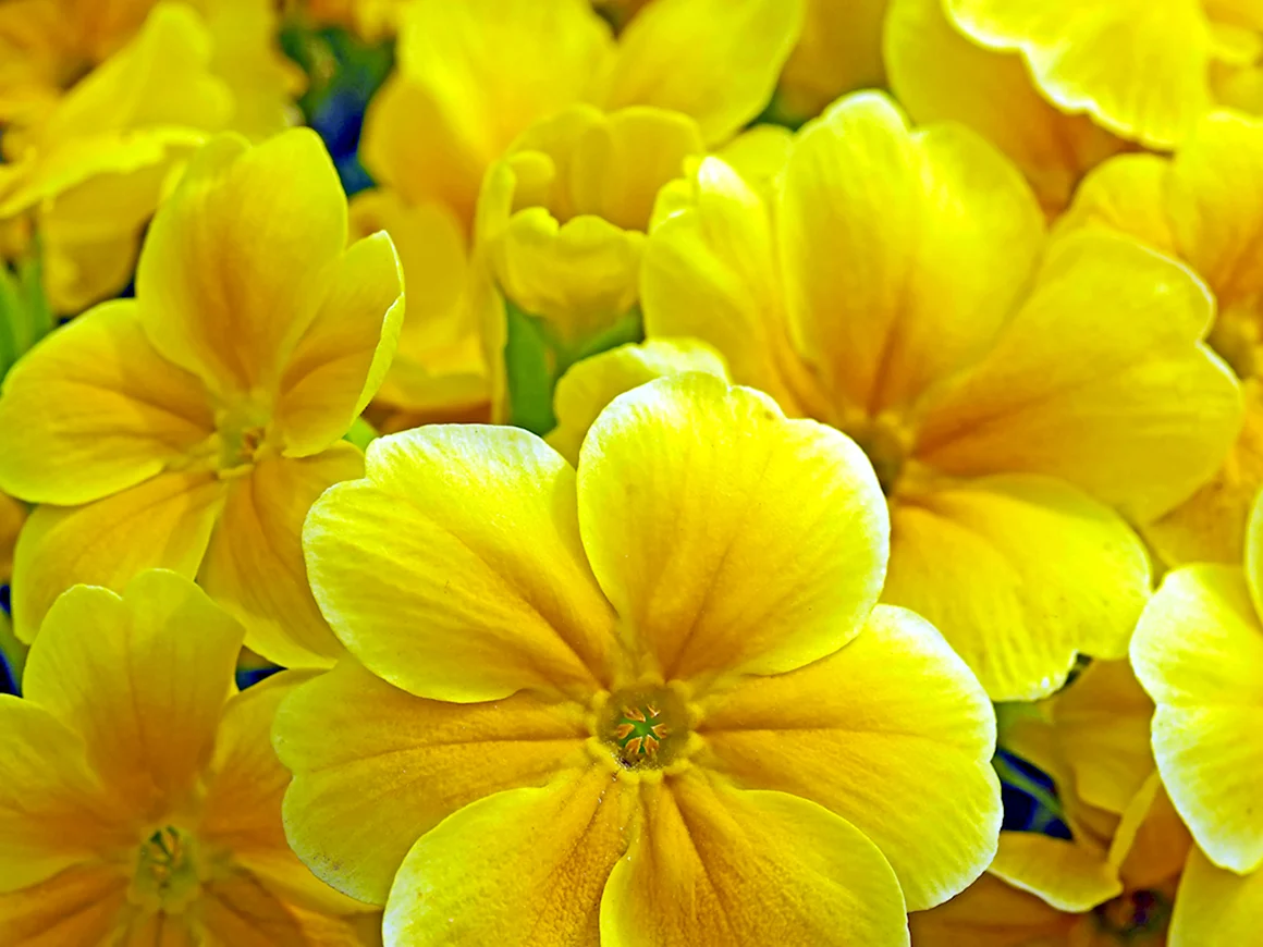 Primrose Yellow цвет