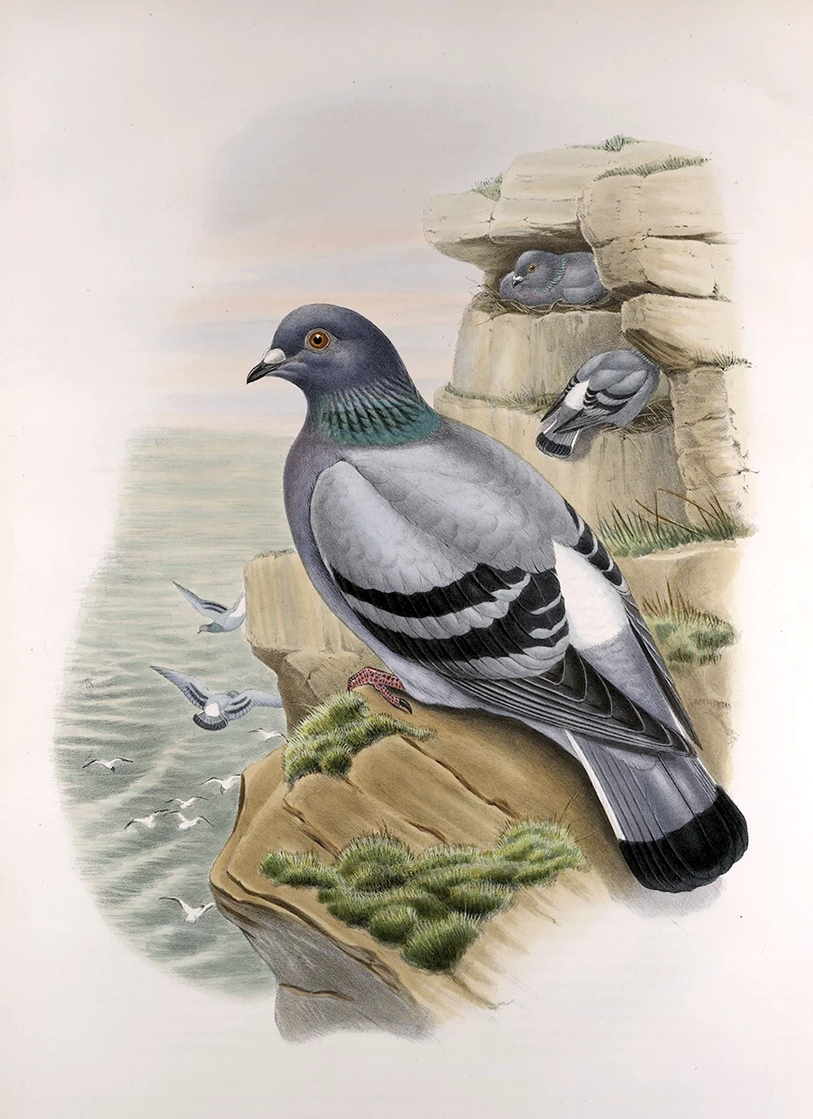 Принт John Gould Birds great Britain 1st Edition 1862
