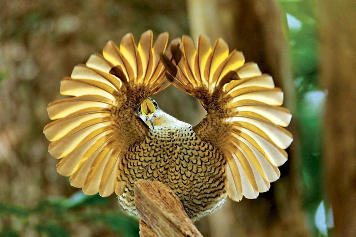 Ptiloris paradiseus