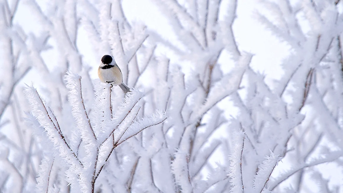 Птицы на снегу