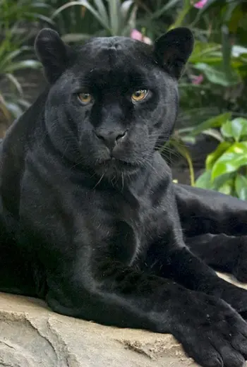 Пума Ягуар пантера