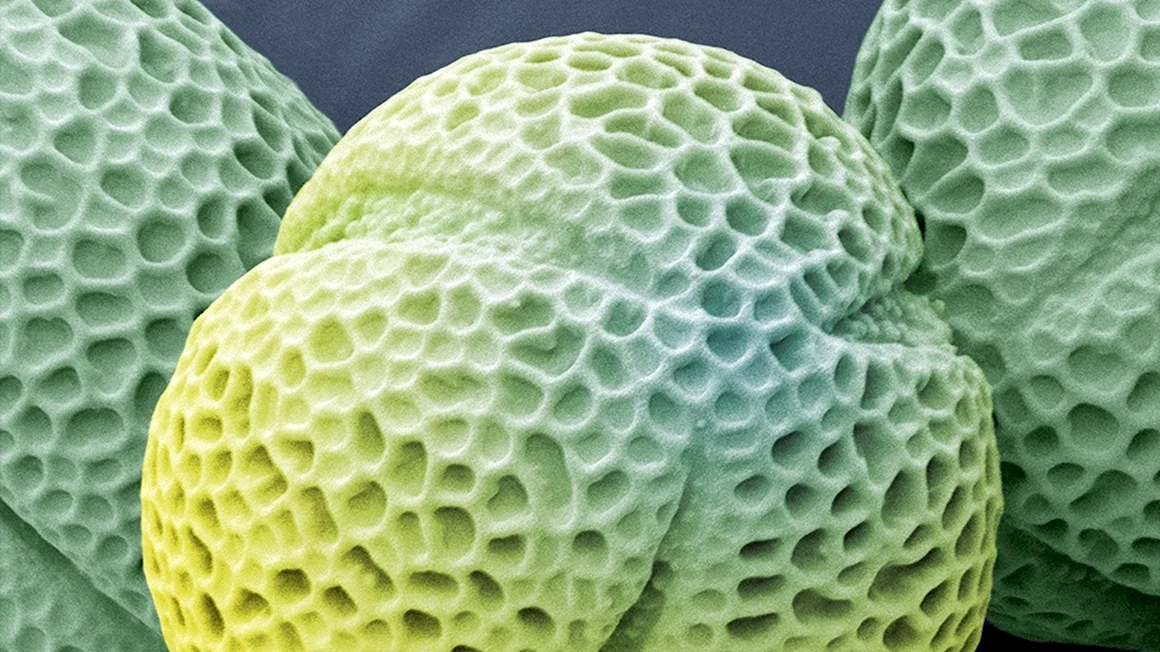 Пыльца мака под микроскопом