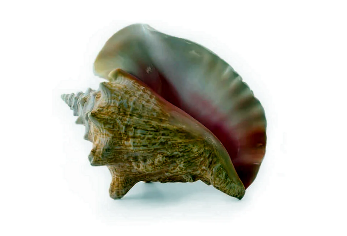Раковина Conch Shell