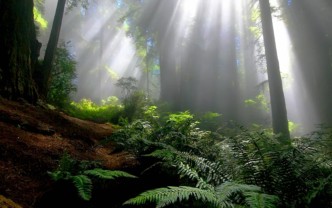Рассвет в тропическом лесу