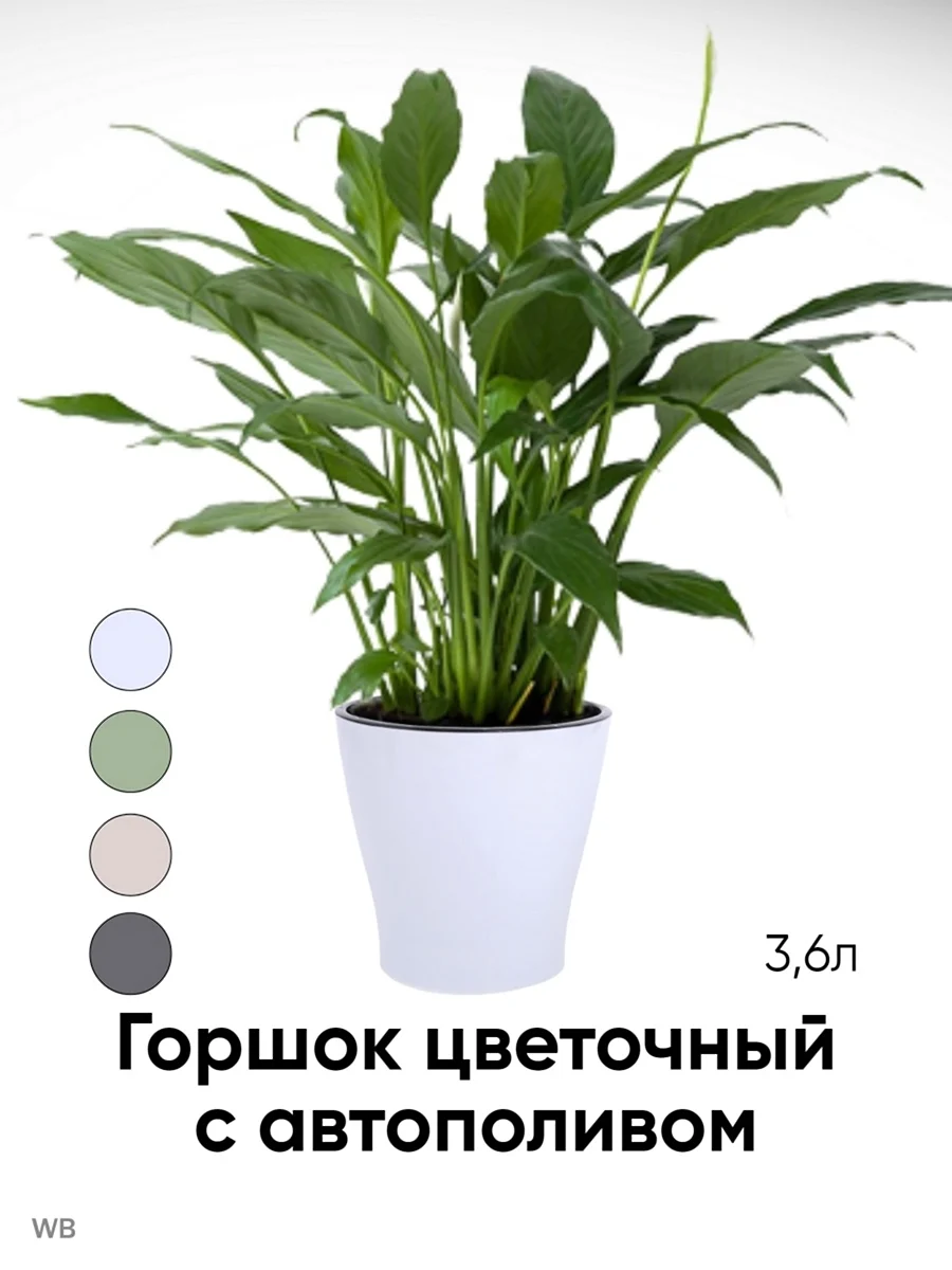 Растение в горшке на прозрачном фоне