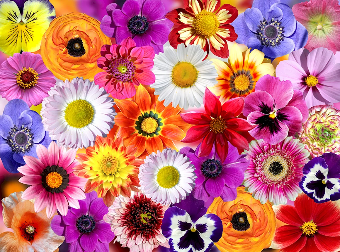 Разноцветные цветы