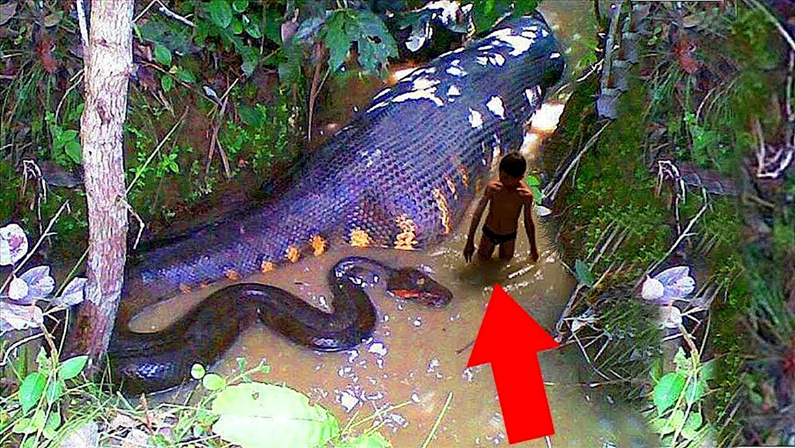 Река Амазонка змея Анаконда