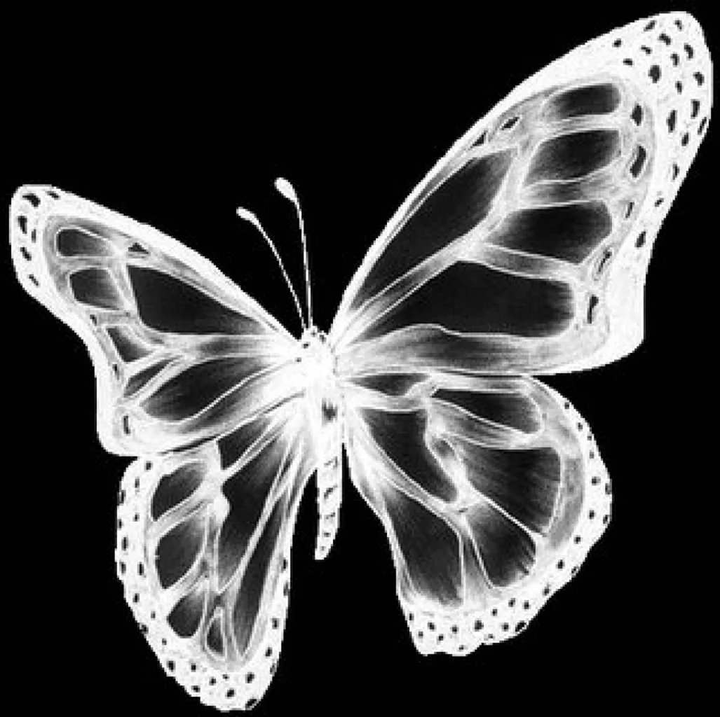 Рентген бабочки
