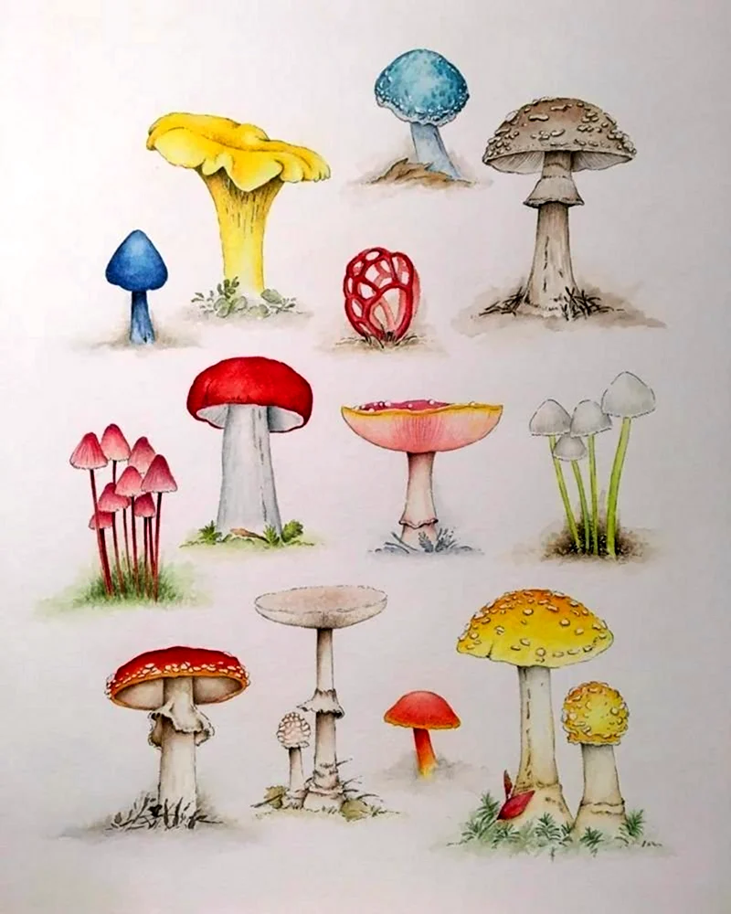 Рисование грибы в старшей группе