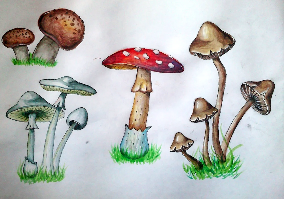 Рисование ядовитые грибы